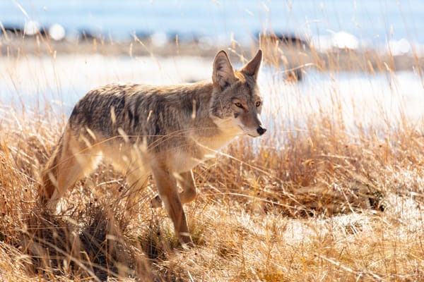 Coyotes in California.